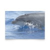 test flat card - dolphin