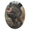 test af pig 7