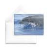test flat card - dolphin