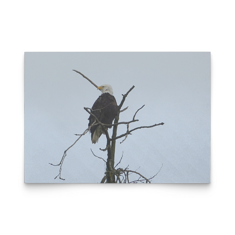 flat card horizontal - Tracie