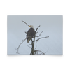 flat card horizontal - Tracie