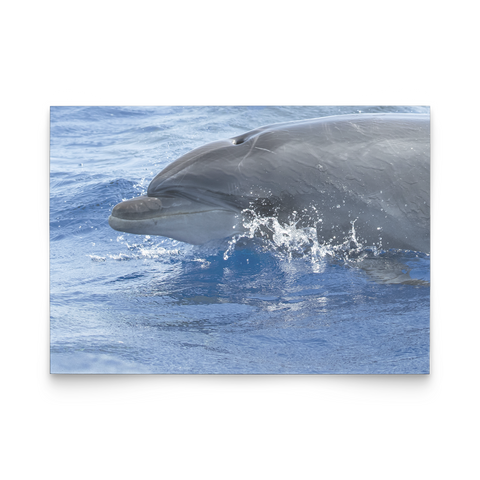 test flat card - dolphin