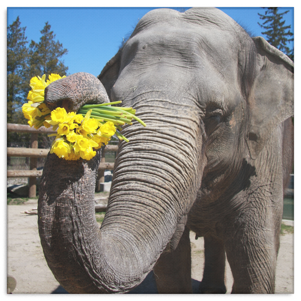 test canvas wall art - elephant