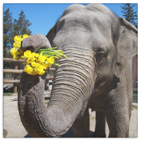 test canvas wall art - elephant