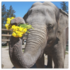 test canvas wall art - elephant