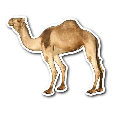 test sticker - camel