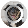 Dog dinner bowl