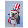 test canvas - 20190906 - dog prez