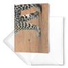 cheeta fold card