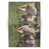piglets fold card horizontal