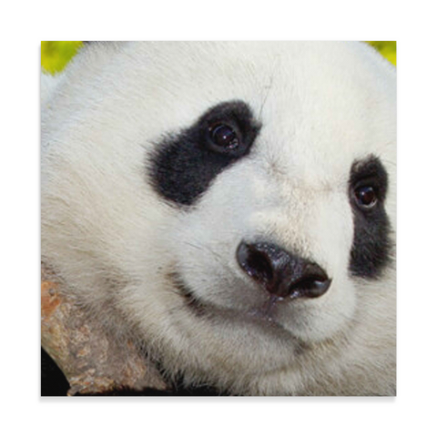 canvas test 12x12 test