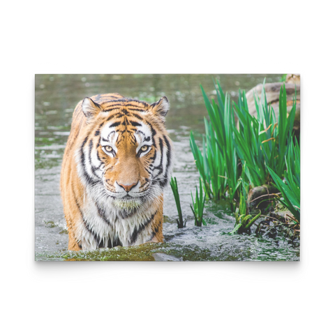 tiger horizontal flat card