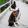 EL Pet Bandana