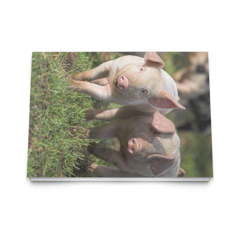 piglets fold card horizontal