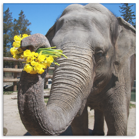 test canvas - elephant