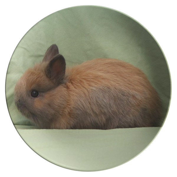 test bunny plate