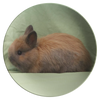 test bunny plate